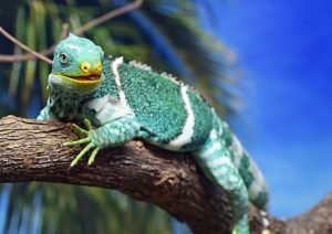 Descuento terrario iguana